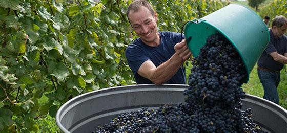 A winegrower empties a basket of grapes during the grape harvest.
