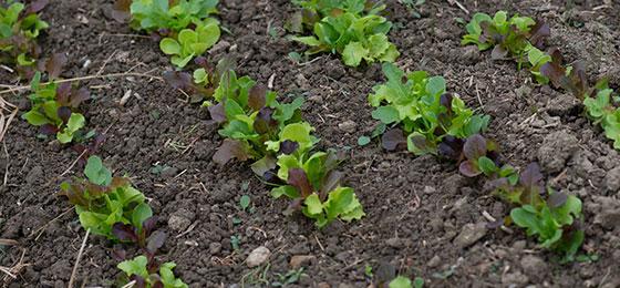 Small lettuce plants in a garden bed