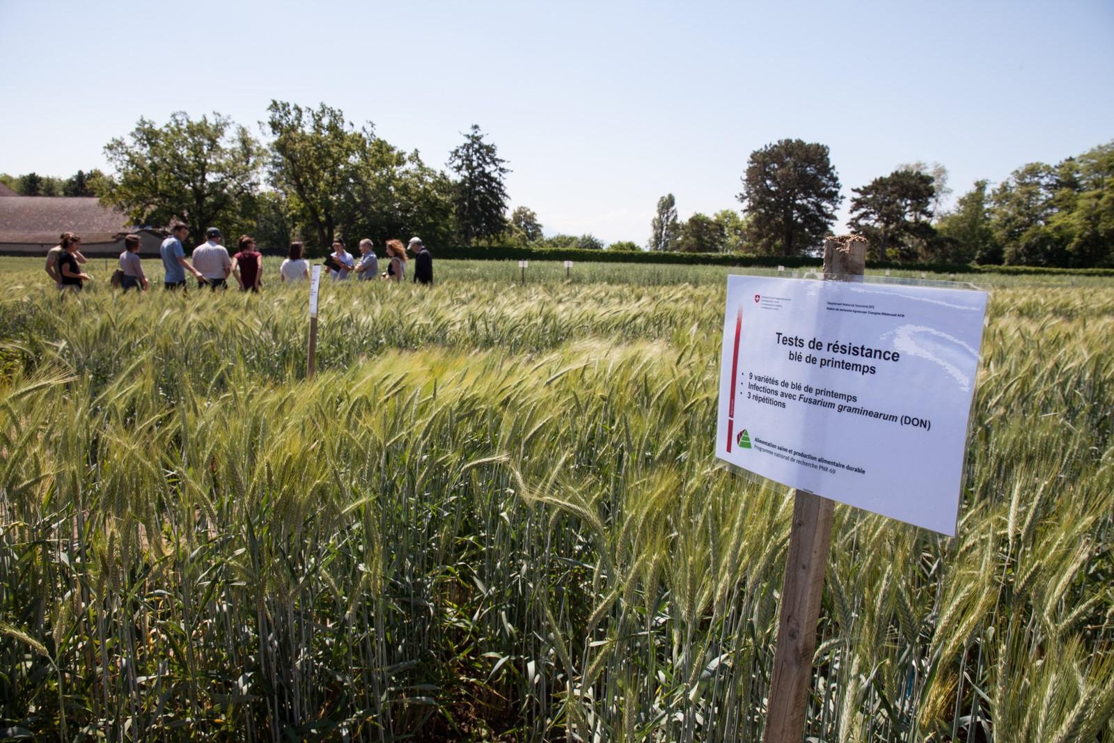 Rundgang auf einem Versuchsfeld von Agroscope