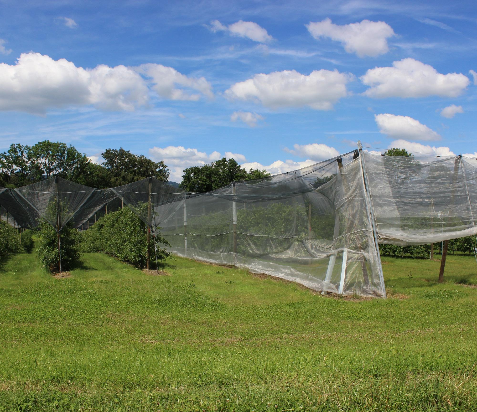 La combinaison de protections contre la grêle et contre les insectes peut réduire l’utilisation d’insecticides