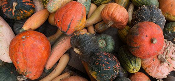 Various pumpkins are ready for sale