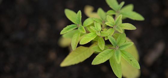 Eine junge Gartenpflanze 