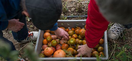 Beim Pflücken der Tomaten