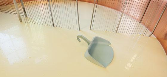 Bei der Käseproduktion wird eingedickte Milch mit einer Milchharfe geschnitten.